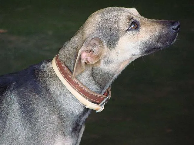 Cachorro ra a SRD idade 1 ano nome Menina ou Menino