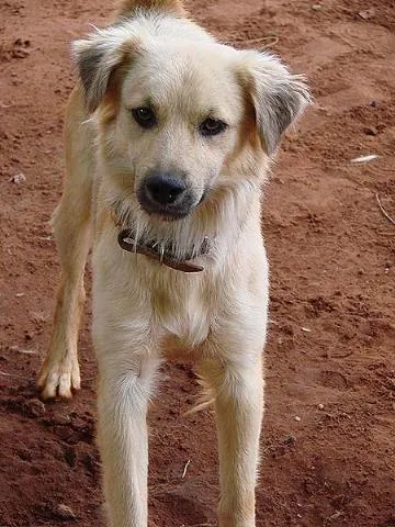 Cachorro ra a SRD idade 1 ano nome Menina ou Menino