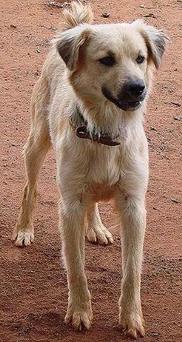 Cachorro ra a SRD idade 1 ano nome Menina ou Menino
