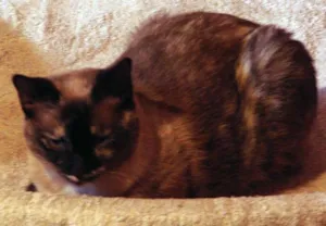 Gato raça SRD idade 1 ano nome Gatinha CASTRADA