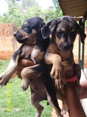 Cachorro raça Sem Raça Definida idade Abaixo de 2 meses nome     Filhotinhos par