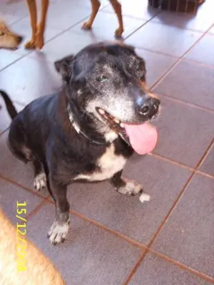 Cachorro raça SRD idade 6 ou mais anos nome    Pinguim (Roberto
