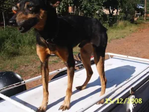 Cachorro raça SRD idade 1 ano nome        Encontrado !!!