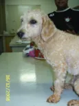 Poodle Perdido !!!