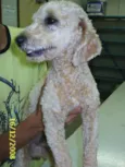 Poodle Perdido !!!