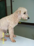 Poodle Perdido !!!