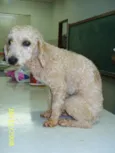 Poodle Perdido !!!