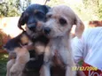    Lindos Filhotes !