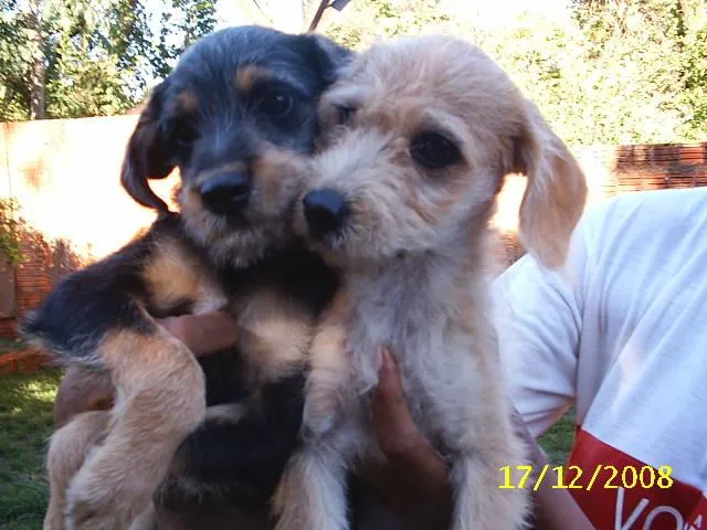 Cachorro ra a SRD idade Abaixo de 2 meses nome     Lindos Filhotes !
