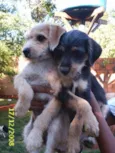     Lindos Filhotes !