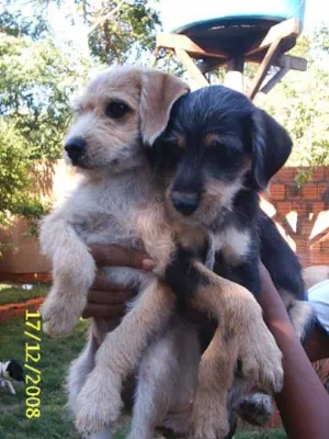 Cachorro raça SRD idade Abaixo de 2 meses nome     Lindos Filhotes !