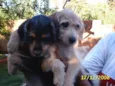     Lindos Filhotes !