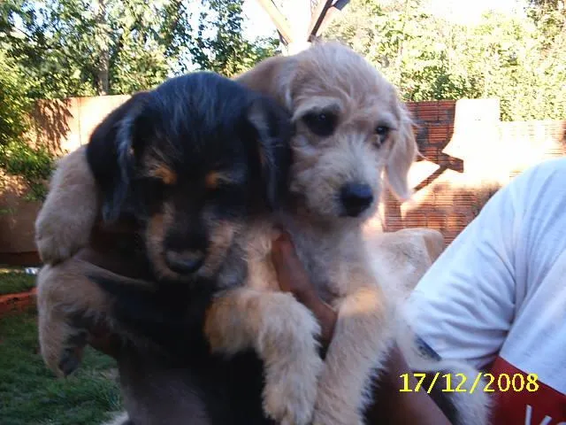 Cachorro ra a SRD idade Abaixo de 2 meses nome     Lindos Filhotes !