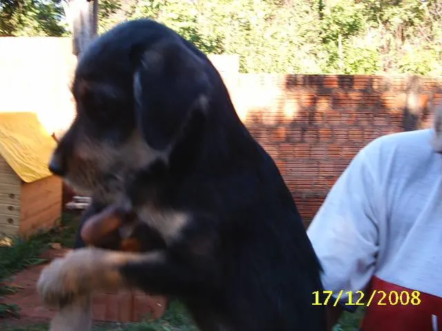 Cachorro ra a SRD idade Abaixo de 2 meses nome     Lindos Filhotes !