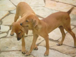 Cachorro raça Mist. Fila idade 2 a 6 meses nome Tico e Teco