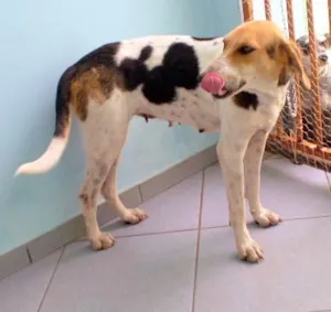 Cachorro raça SRD idade 1 ano nome Jasmin