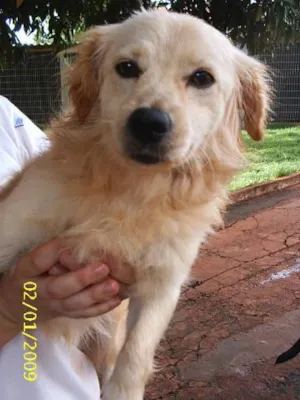 Cachorro raça SRD idade 3 anos nome     Bigolin