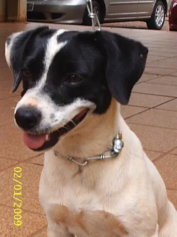 Cachorro ra a SRD idade 1 ano nome     Cássia