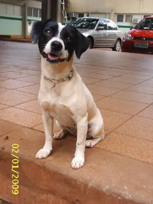 Cachorro raça SRD idade 1 ano nome     Cássia