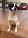     Cássia
