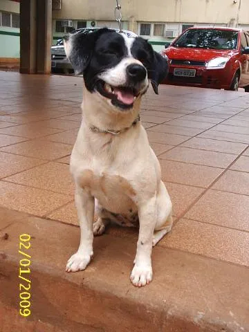Cachorro ra a SRD idade 1 ano nome     Cássia