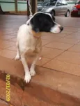     Cássia