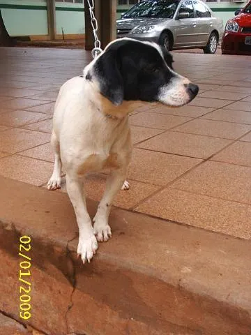 Cachorro ra a SRD idade 1 ano nome     Cássia