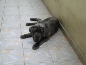 Cachorro raça Mastim Napolitano idade 5 anos nome Zeus