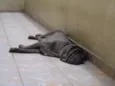 Zeus