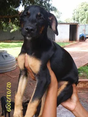 Cachorro raça SRD (Doberman) idade 2 a 6 meses nome    Filhotão