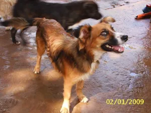 Cachorro raça SRD idade 7 a 11 meses nome  Lassie