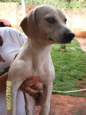 Cachorro raça SRD idade 2 anos nome     Meggie