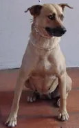 Ótimas p/ GUARDA