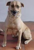 Ótimas p/ GUARDA