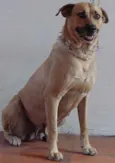 Ótimas p/ GUARDA