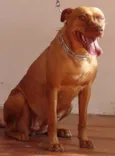 Ótimas p/ GUARDA