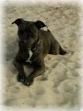 Cachorro ra a Pit bul idade 6 ou mais anos nome Honney Angel