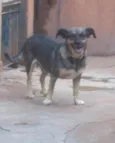 Nica para Guarda