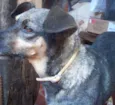 Nica para Guarda