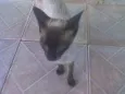 lindinha