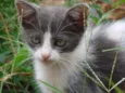 Lindos Gatinhos