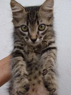 Gato raça SRD idade 2 a 6 meses nome Lindos Gatinhos