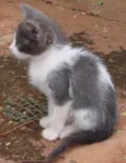 Lindos Gatinhos