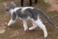 Lindos Gatinhos