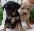 Lindos Filhotinhos