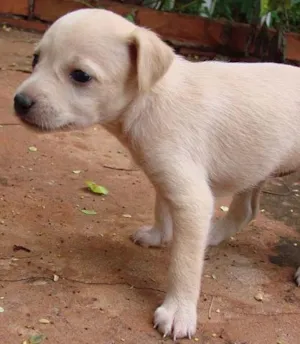 Cachorro raça SRD idade 2 a 6 meses nome Lindos Filhotinhos
