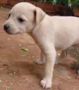 Lindos Filhotinhos