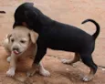 Lindos Filhotinhos