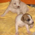 Lindos Filhotinhos
