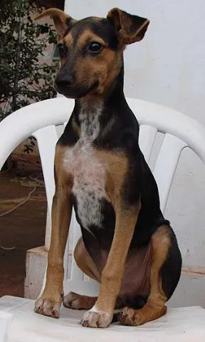Cachorro raça SRD idade 2 anos nome Pequenos + Cuidam